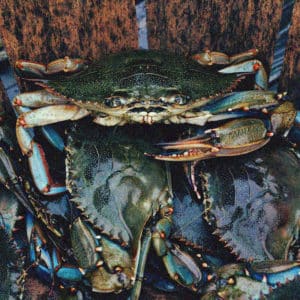 blue-crabs2